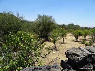 ndolito-21-06-2017 11-57-40